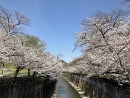 石神井川 桜(2025年4月撮影)