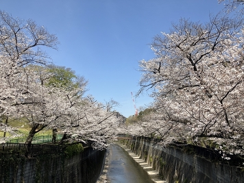 石神井川 桜(2025年4月撮影)