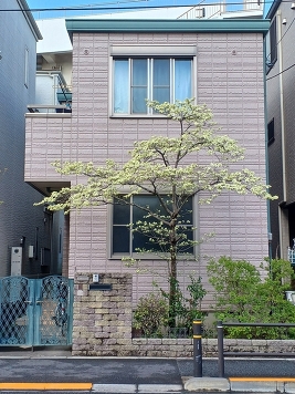 ハナミズキが満開です