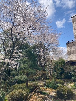 庭