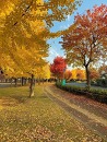南西歩道の紅葉