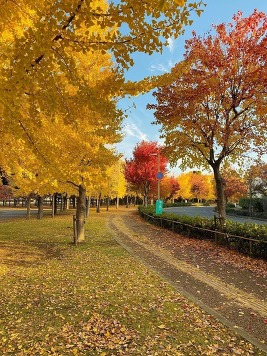 南西歩道の紅葉